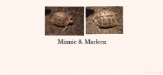 Hermanns : Both female approx 11 years old (Minnie & Marleen)